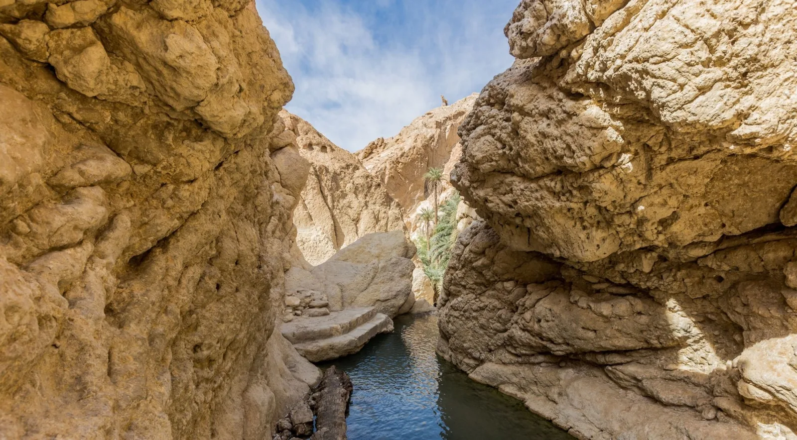 Palm trees and a pool of water in the narrow gorge at Chebika oasis