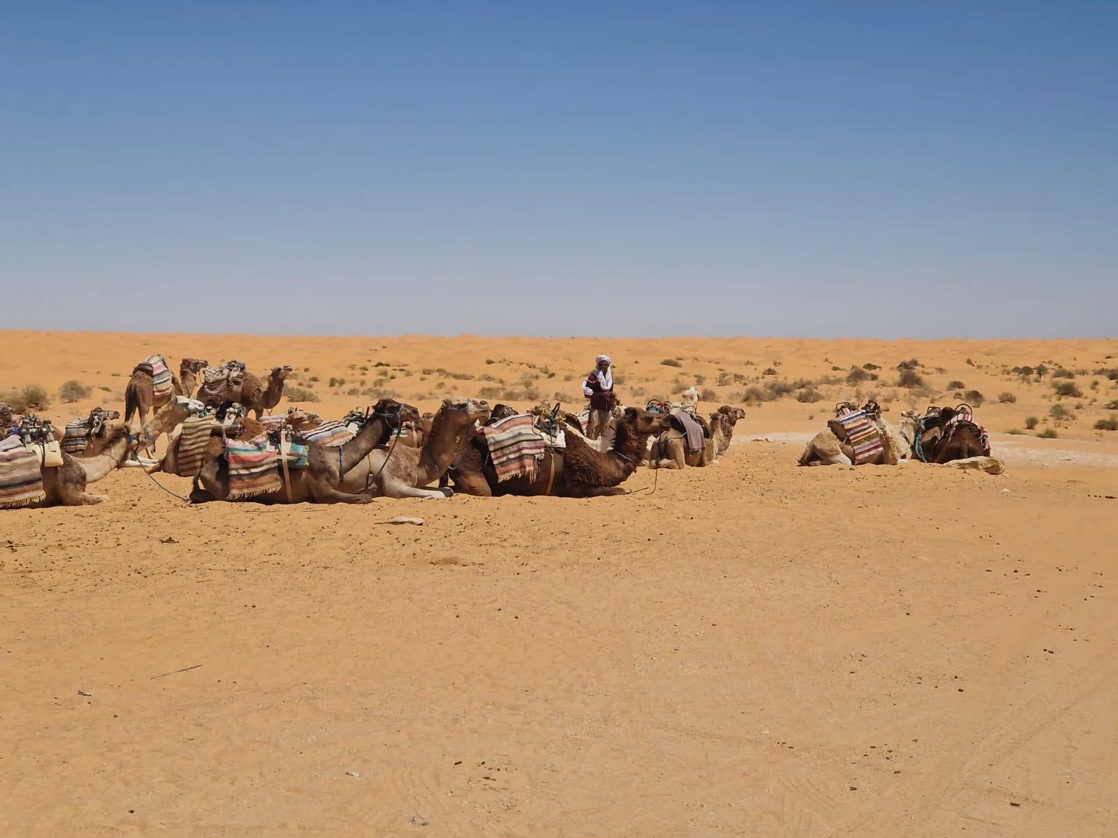 A line of saddled camels resting on open sand with their handler standing behind them