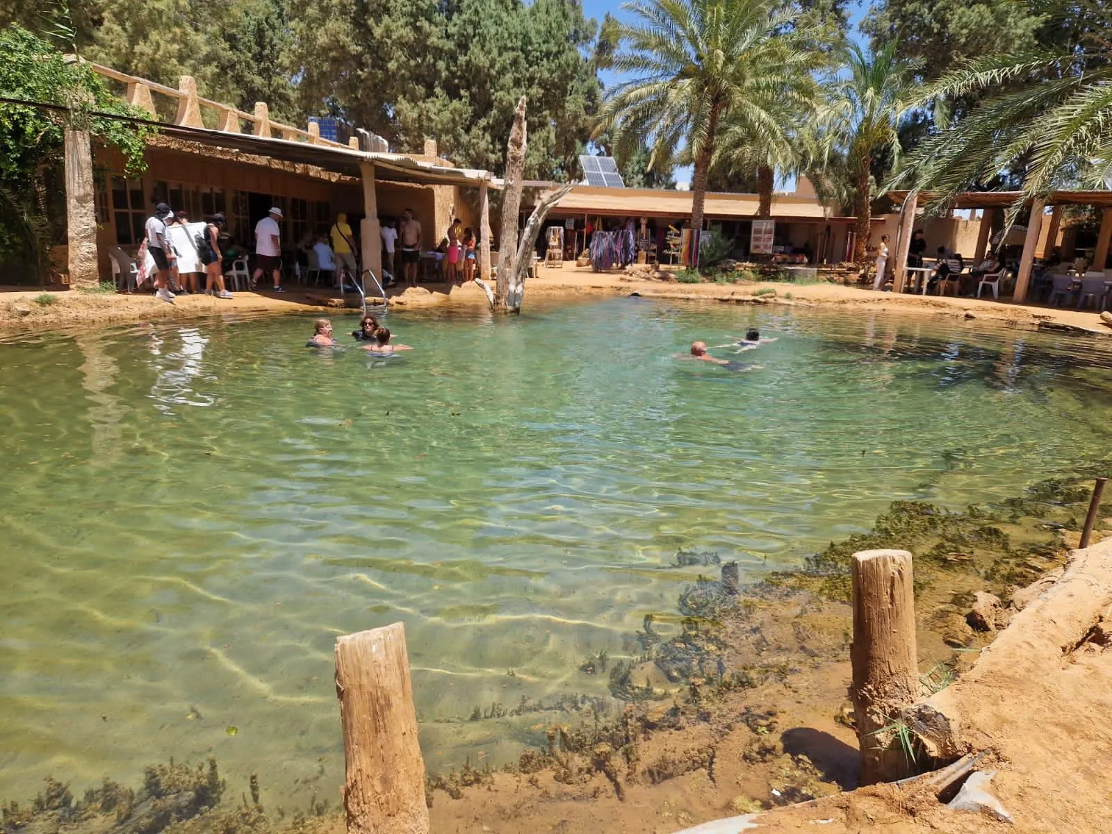 Bathers in the natural hot spring at the Ksar Ghilane oasis, ringed by date palms