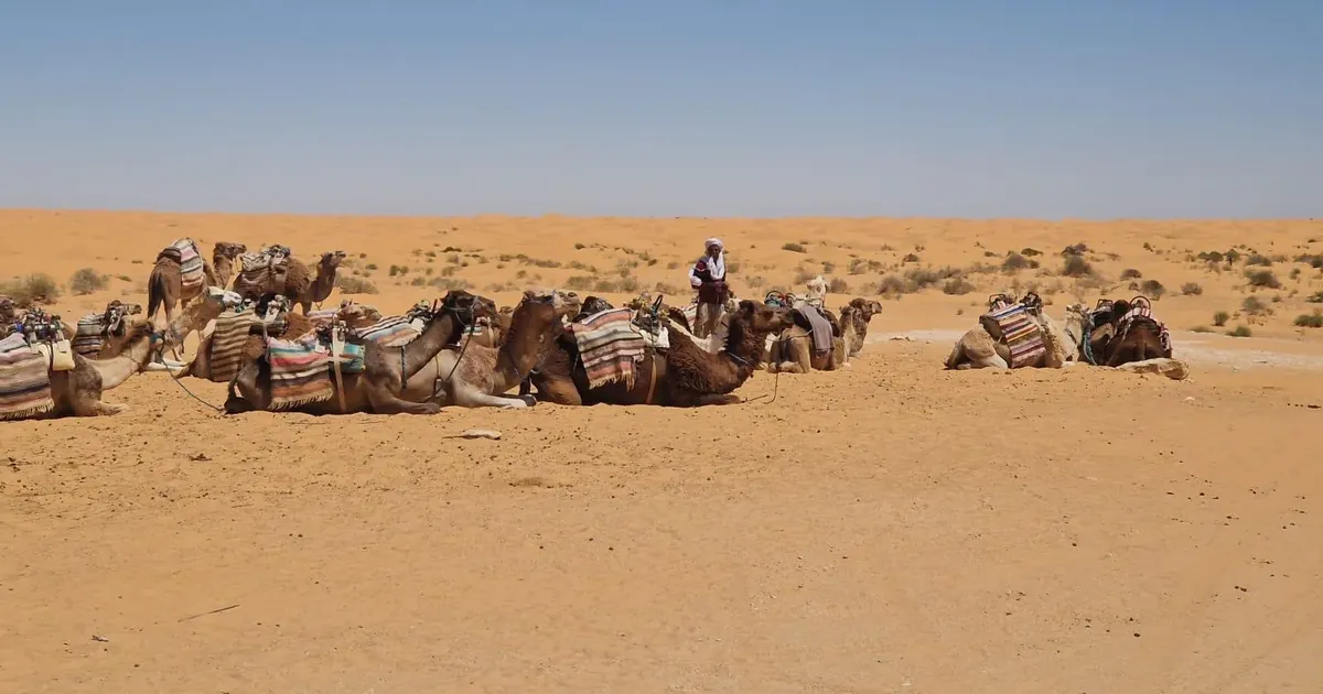 Saddled camels resting on the sand in the Sahara, where a ride is an extra on most day trips